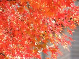 箱根観光 紅葉