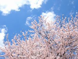 栗林公園 桜 開花予想
