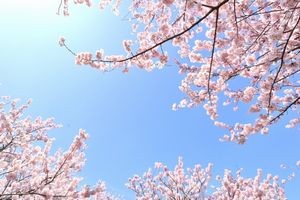 井の頭公園 桜