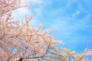 松前公園 桜