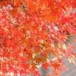 箱根観光 紅葉